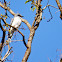 Large Cuckoo shrike