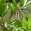 Common Sergeant Butterfly 玄珠帶蛺蝶
