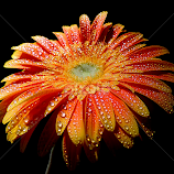 Sunset gerbera by Biljana Nikolic -  