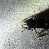 Eastern Bess Beetle