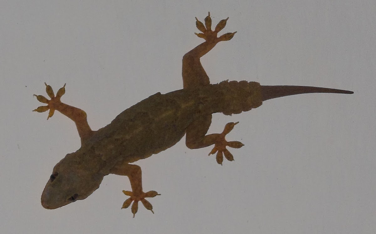 Flat -tailed House Gecko