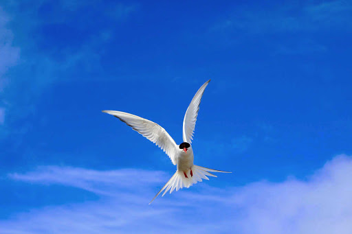 Svalbard-seabird-sky - While on a summer cruise aboard the Hurtigruten Fram, encounter the thousand of seabirds migrating to the coastal cliffs of Svalbard on the fringe of the Arctic. 