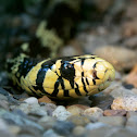 Tiger Rat snake