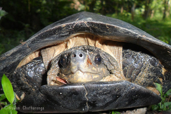 Spotted Black Turtle | Project Noah