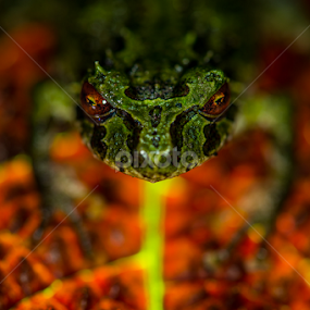 Porvenir robber frog (Pristimantis crucifer) by Scott Trageser - Animals Amphibians