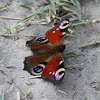 European Peacock Butterfly