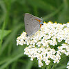 Acadian Hairstreak