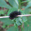Giant Leopard Moth larva