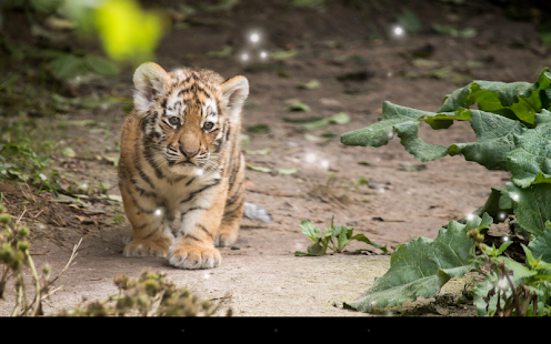 download Little Tiger Live Wallpaper free