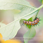 Gulf Fritillary Caterpillar