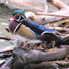 Wood Duck