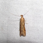 Burdock Seedhead Moth