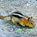 Golden Mantled Ground Squirrel