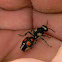 mutílidos - hormigas de felpa - hormigas aterciopeladas - velvet ant