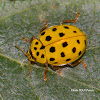 22-spot Ladybird beetle