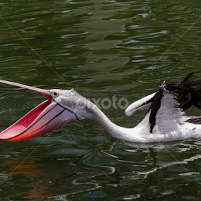 Big Mouth by Daniel Mutryn - Animals Birds