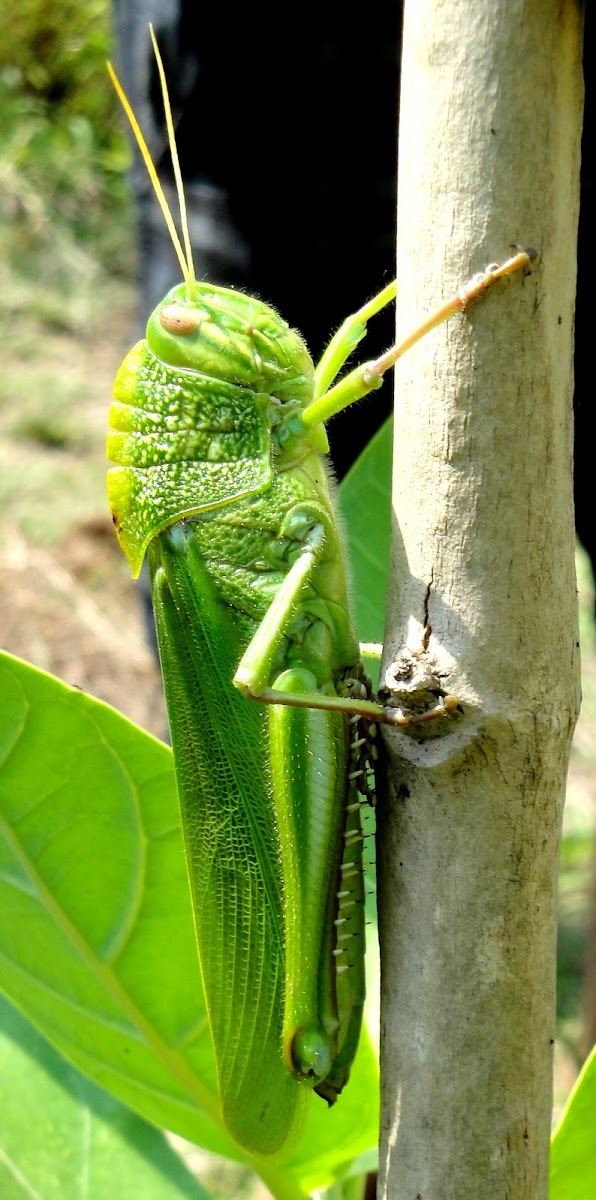 Green Locust