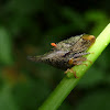 Membracid treehopper
