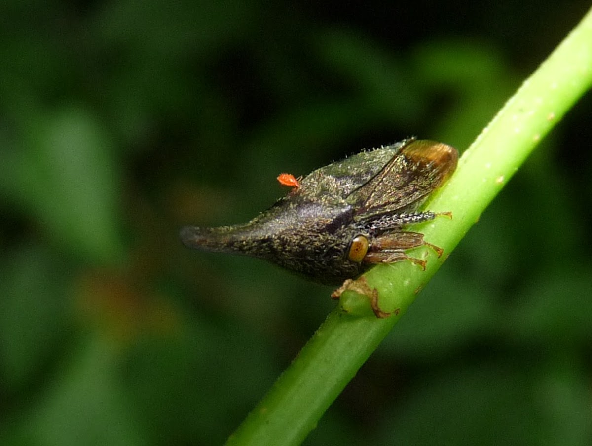 Membracid treehopper