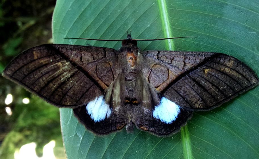 Ischyja Moth