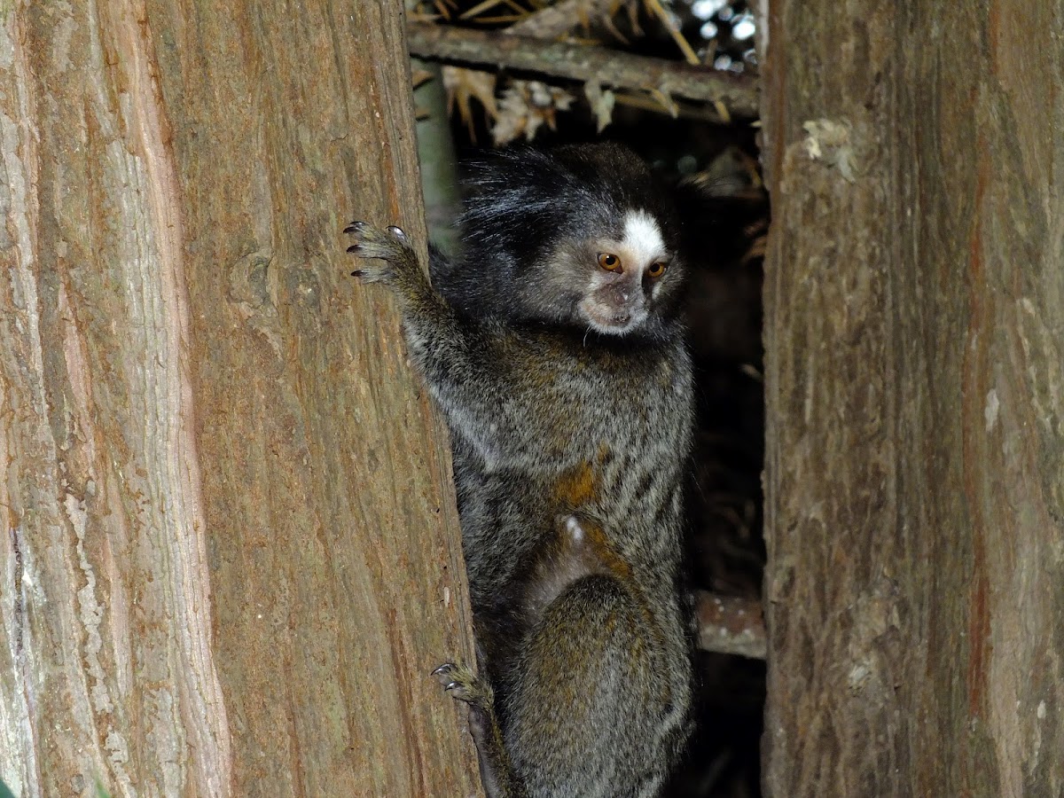 Black-tufted marmoset, Sagui de tufo preto(Brazil)
