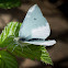 Cabbage White Butterfly