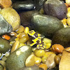 Yellow banded Poison dart frog.
