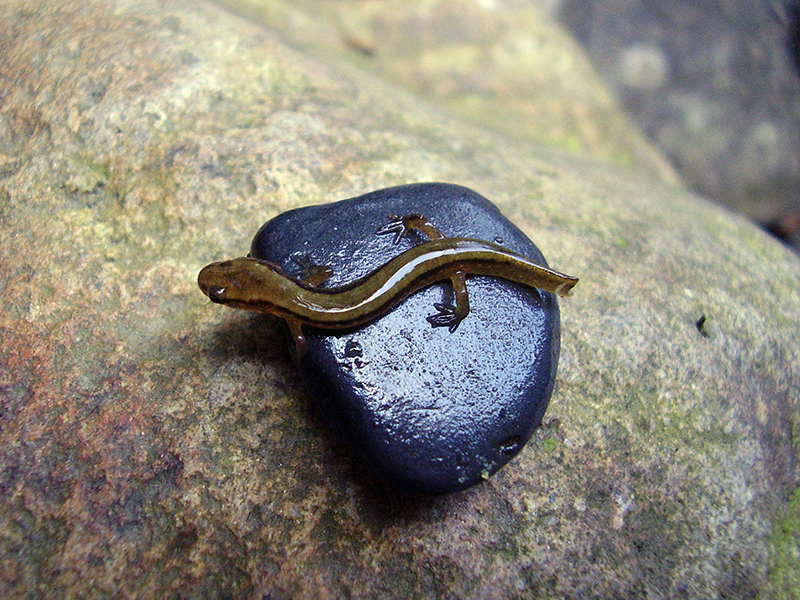 Blue Ridge two-lined salamander