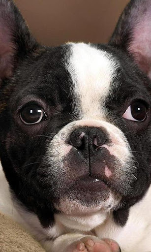 French Bulldogs Wallpapers