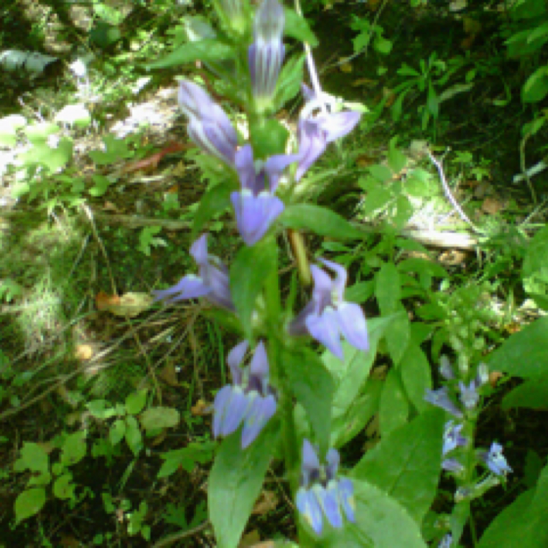 Great blue cardinal flower