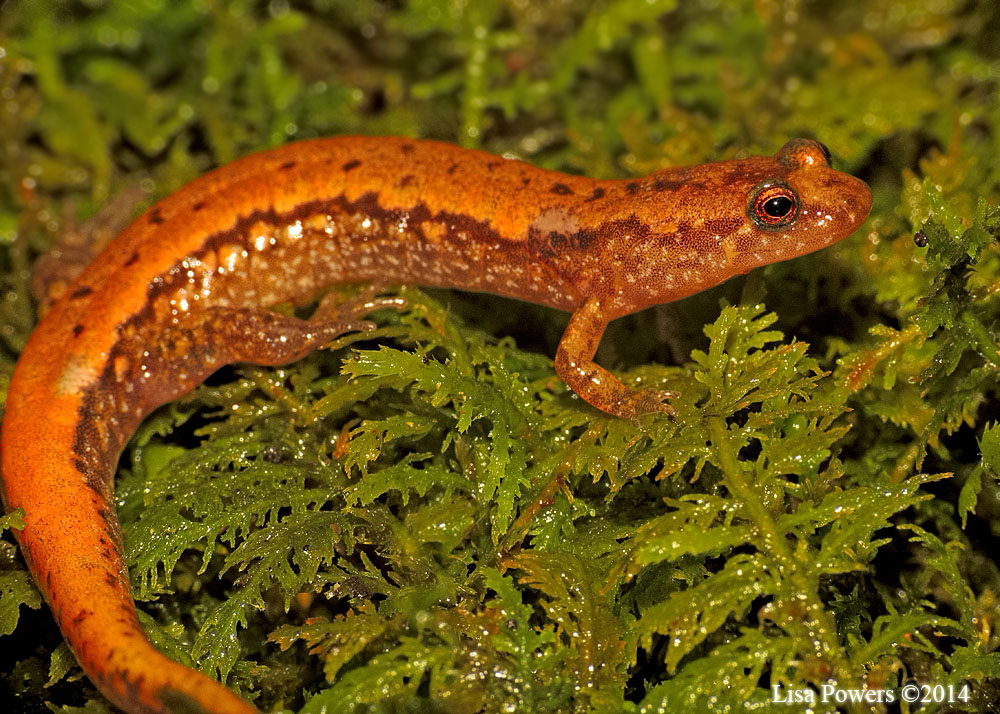 Carolina Dusky Salamander