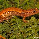 Carolina Dusky Salamander