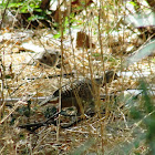 Grey Francolin