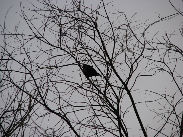 [20080507 South View blackbird in tdead tree[10].jpg]