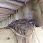 American Robin (Bird nest)