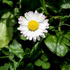 English daisy /Bruisewort