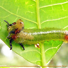 Leaf-feeding sawfly