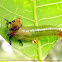 Leaf-feeding sawfly