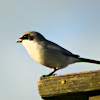 Loggerhead Shrike