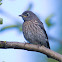 Western Bluebird (juvenile)