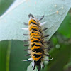 Milkweed Tussock Moth Larva