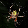 Eriophora spider