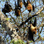 The Indian flying fox