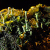 Green Fairy Cup Fungi,StarJelly and Chalk Comb-Moss