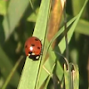 Ladybird