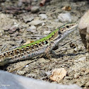 Italian wall lizard