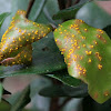 Myrtle Rust