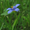 Eastern blue-eyed grass