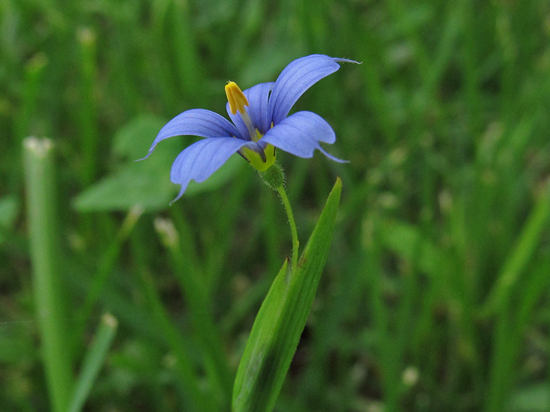 Eastern blueeyed grass Project Noah