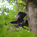 Golden-mantled howler